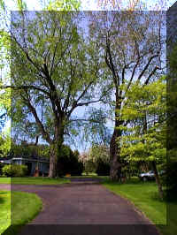 Backyard - Entrance to Coach House.jpg (51343 bytes)